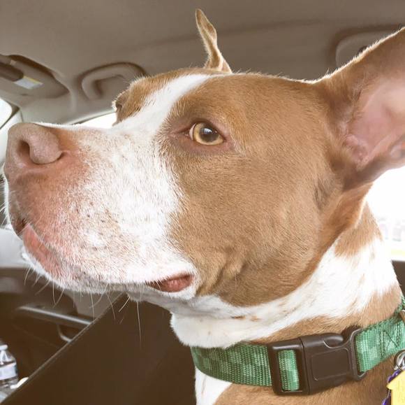 Meet your Posher, Maggie - Picture 1 of 1